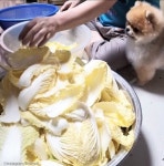 맛있는 배춧잎 골라 쏙 빼간 댕댕이 실한 걸로 골랐댕