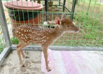 동물보호소에 들어온 꽃사슴