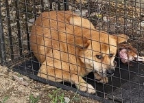 경남 밀양 무안에서 강아지 발견 보호
