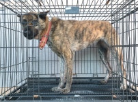 경기 여주 금사면에서  풍산견 발견 보호