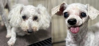 애견미용실 앞에 버려진 노령 푸들 2마리