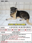 경기 가평 천안리에서 강아지 발견 보호