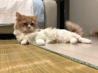 충북 충주 일곱실길에서 나폴레옹 고양이 발견 보호