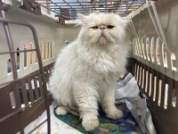 광주 광산구 운남동에서 페르시안 고양이 발견 보호