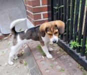 인천 남동구 566번길에서 비글 발견 보호