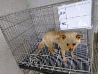 인천 서구 아라뱃길에서 강아지 발견 보호