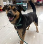 경기 부천 삼정복지회관에서 강아지 발견 보호