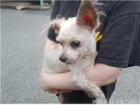 대전 대덕 대화동에서 강아지 발견 보호