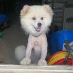 시골강아지 여름 미용시켜줬더니...