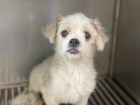 광주 북구 양산동에서 말티즈 발견 보호