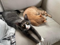 샤워하는 집사 구하려(?) 발 동동 구르는 고양이..위험하다옹!