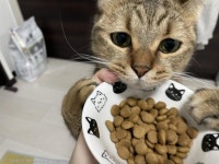 실수로 사료 2알 준 집사 째려본 고양이..`지금 나랑 장난하냥`