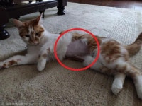 사흘간 굶은 고양이 병원 데려갔더니..이웃집 냥이 밥으로 꽉 찬 배