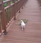 나뭇가지 꼬리에 돌돌 말아온 강아지 어라 이게 왜 여깄댕