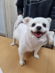 충북 청주 사직동에서  포메라니안 발견 보호