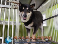 서울 동대문구 휘경로에서  시바 발견 보호