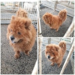 경기 화성 정남면사무소에서  차우차우 발견 보호