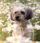 내향형 댕댕이들만 한자리 모았더니..참을 수 없는 썰렁함