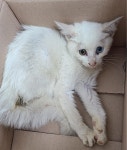 충남 논산 은진면에서  앙고라 믹스 고양이 발견 보호
