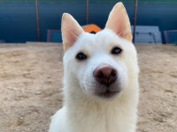 경기 안산 월피공원에서  시바 발견 보호