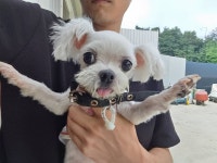 경기 안산 안산천동로에서  말티즈 발견 보호