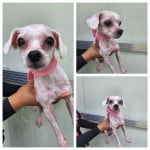 경기 남양주 진접읍에서  말티즈 발견 보호