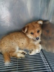 충남 태안 바다숲펜션에서 강아지 발견 보호