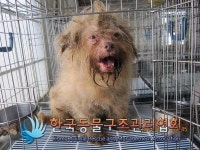 서울 강남구 논현동 학동역 사거리에서 강아지 발견 보호