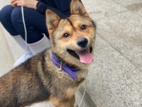 광주 북구 일곡119안전센터에서 강아지 발견 보호