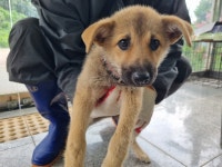 경북 구미 인동에서 강아지 발견 보호