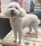 인천 부평 부평동에서  푸들 발견 보호