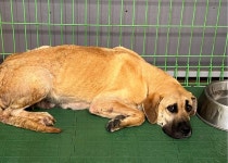 경북 포항 동해면 금광리에서 도사 발견 보호