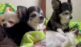 동생 멍멍이 먼저 재우려던 언니 강아지..무거운 눈꺼풀에 꾸벅꾸벅