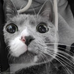 7년 차 집사도 심쿵한 귀한 광경..똑같은 자세로 몸단장하는 고양이 남매