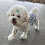 애견카페만 가면 장난감 사달라고 조르는 쇼핑중독 댕댕이