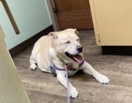 수의사한테 가자고 조른 `관종` 노령견..쓰담쓰담에 간식까지 일석이조