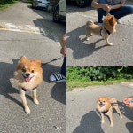 충남 당진 유곡리 회관 도로변에서 폼피츠 발견 보호