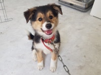 경기 광주시 오포읍 고산리에서 보더 콜리 발견 보호