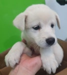 경기 성남 모란시장에서 강아지 발견 보호