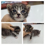 경기 남양주 미금로에서  한국 고양이 발견 보호