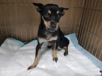 경기 광주시 곤지암에서 미니어쳐 핀셔 발견 보호