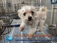 서울 성북구 장위동에서  말티즈 발견 보호