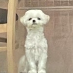 미용 맡기고 떠나는 오빠 아련하게 바라보는 강아지..꼭 데리러 오개!