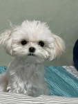 미용 맡기고 떠나는 오빠 아련하게 바라보는 강아지..꼭 데리러 오개!