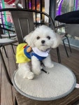 미용 맡기고 떠나는 오빠 아련하게 바라보는 강아지..꼭 데리러 오개!
