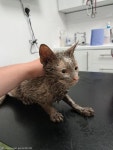 페인트 통에 뛰어든 말썽꾸러기 고양이