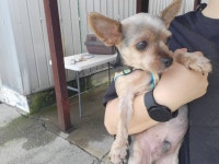 경기 군포 산본1동229-7부근에서  요크셔 테리어 발견 보호