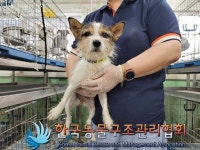 서울 동대문구 제기동에서 강아지 발견 보호