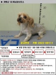 경기 가평 청평역에서  요크셔 테리어 발견 보호