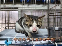 서울 동대문구 이문동에서 고등어 고양이 발견 보호..파란 목걸이